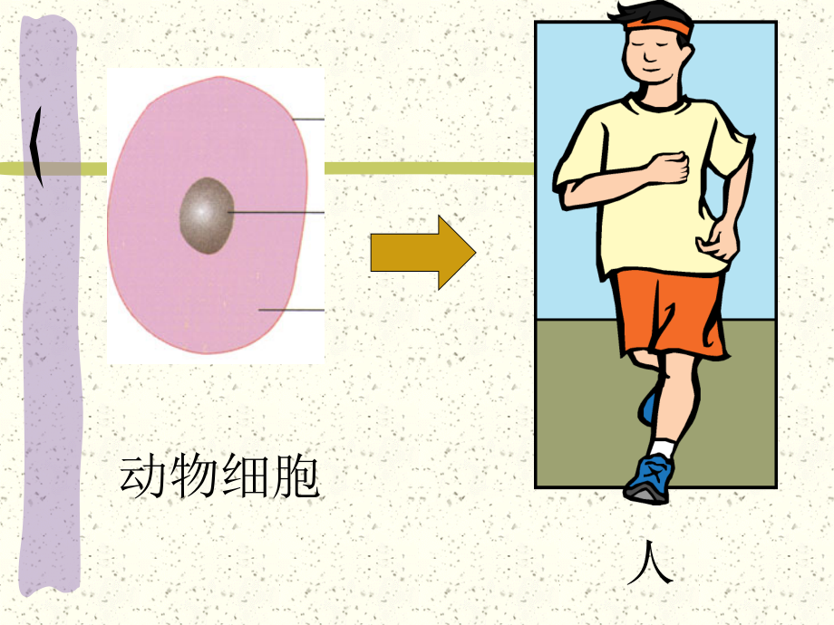 动物的结构层次上课.ppt_第2页