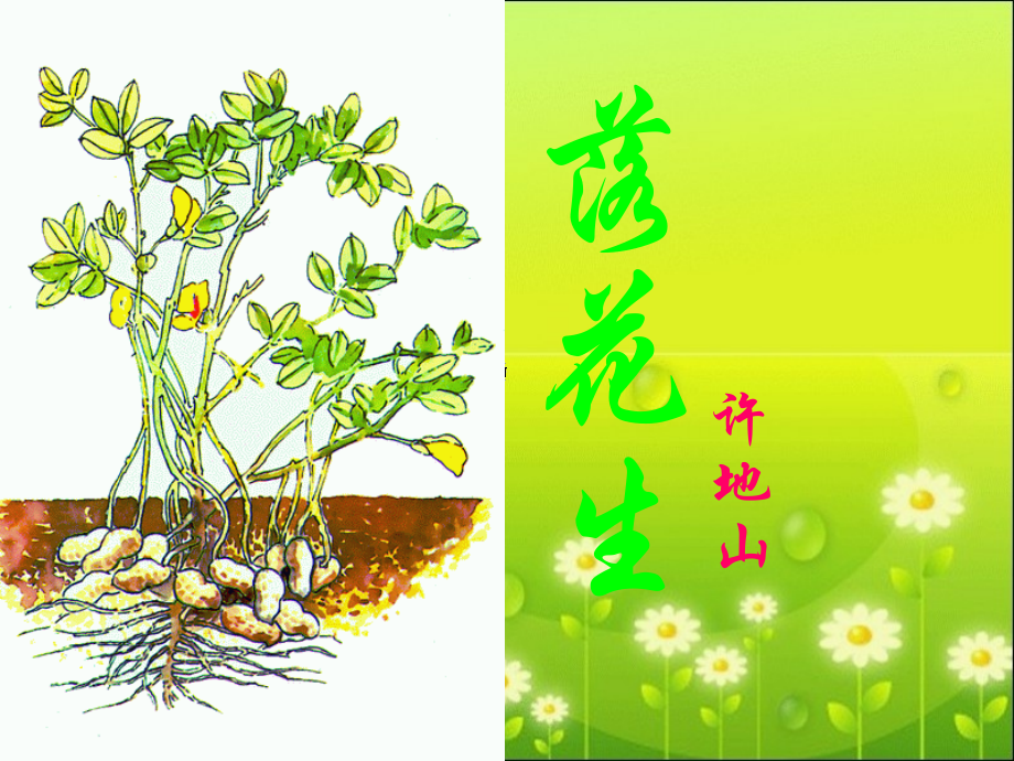 《落花生》教学课件.ppt_第2页