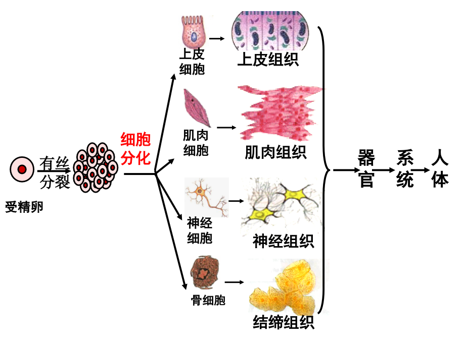 细胞分化课件.ppt_第2页