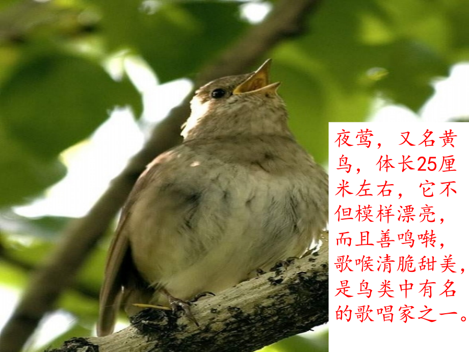 面对夜莺感到羞愧.ppt_第2页