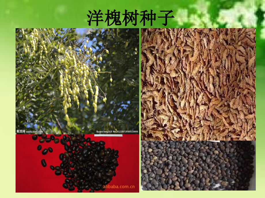 语文S版四年级下册《种子》.ppt_第2页