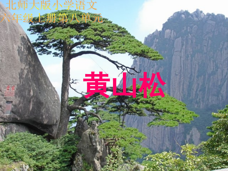黄山松课件(北师大版六年级语文上册课件).ppt_第1页