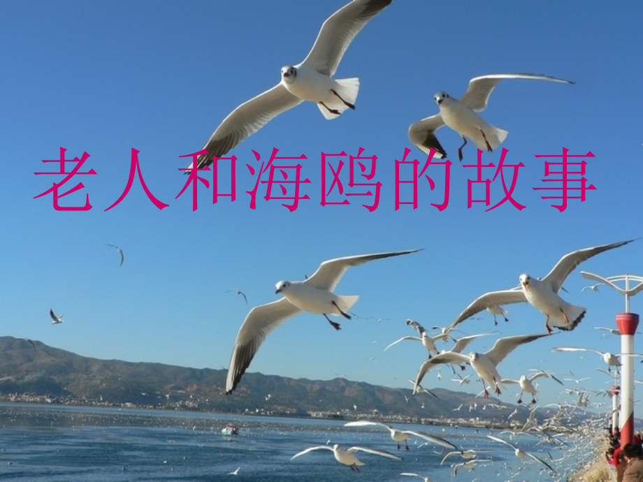 老人和海鸥的故事.ppt_第1页