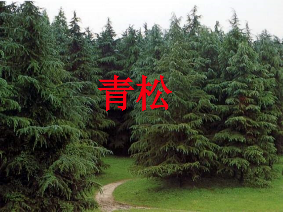 《青松》课件.ppt_第2页
