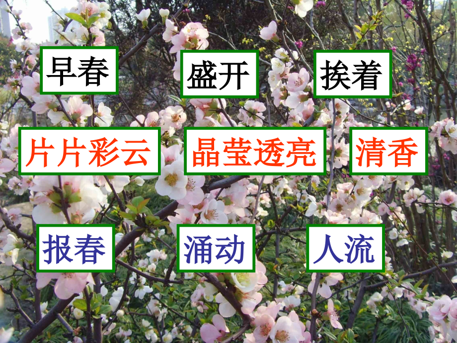 春到梅花山修改.ppt_第2页