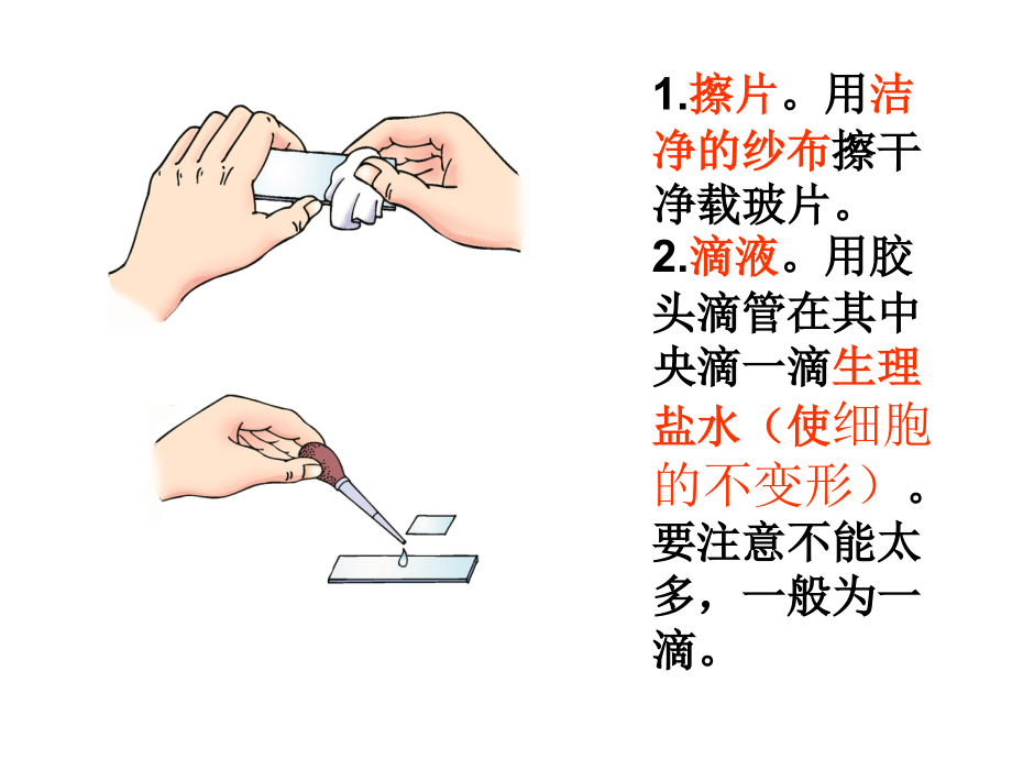 临时装片制作.ppt_第2页