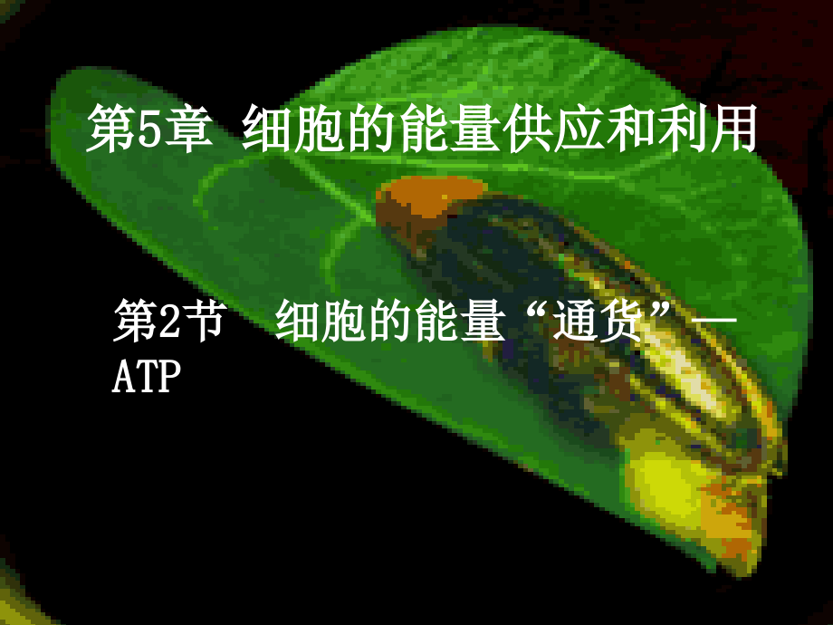 高一生物细胞的能量通货—ATP课件.ppt_第1页