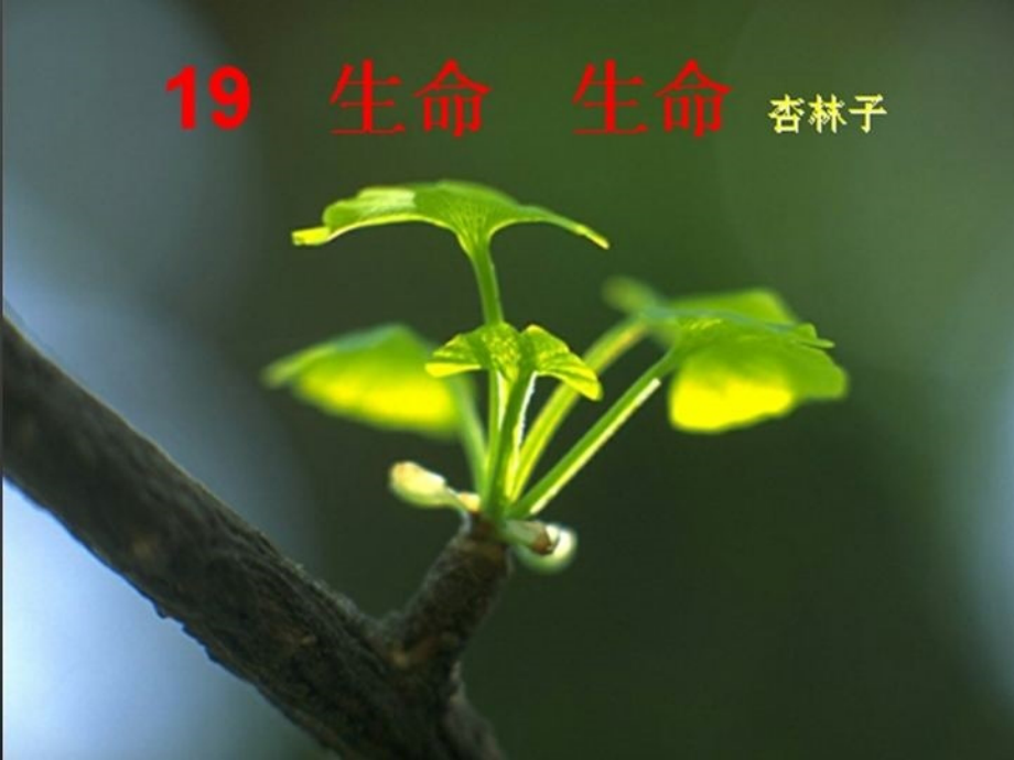 《生命生命》课件.pptx_第1页