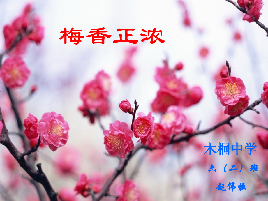 胡芳梅香正浓.ppt_第1页