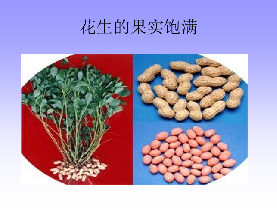 五年级语文上册落花生课件人教新课标版.ppt_第2页