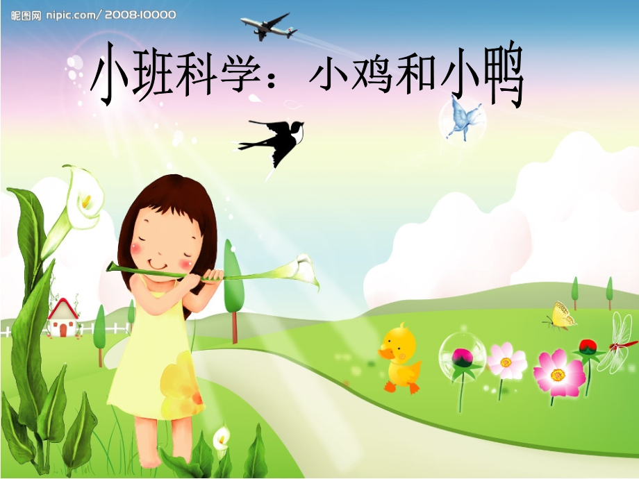 小班科学小鸡和小鸭.ppt_第1页