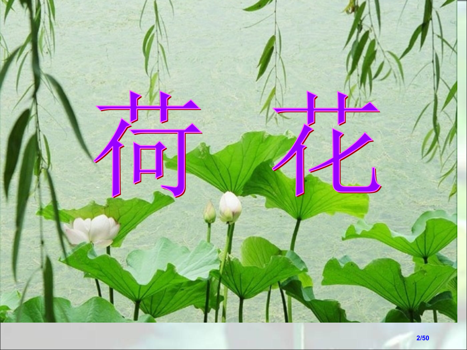 13《荷花》省公开课一等奖全国示范课微课金奖PPT课件.pptx_第2页