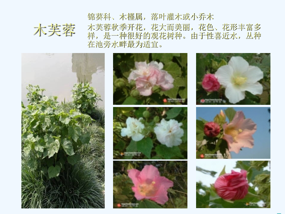 园林植物欣赏.ppt_第1页