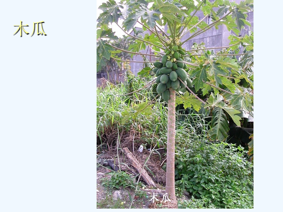 园林植物欣赏.ppt_第2页