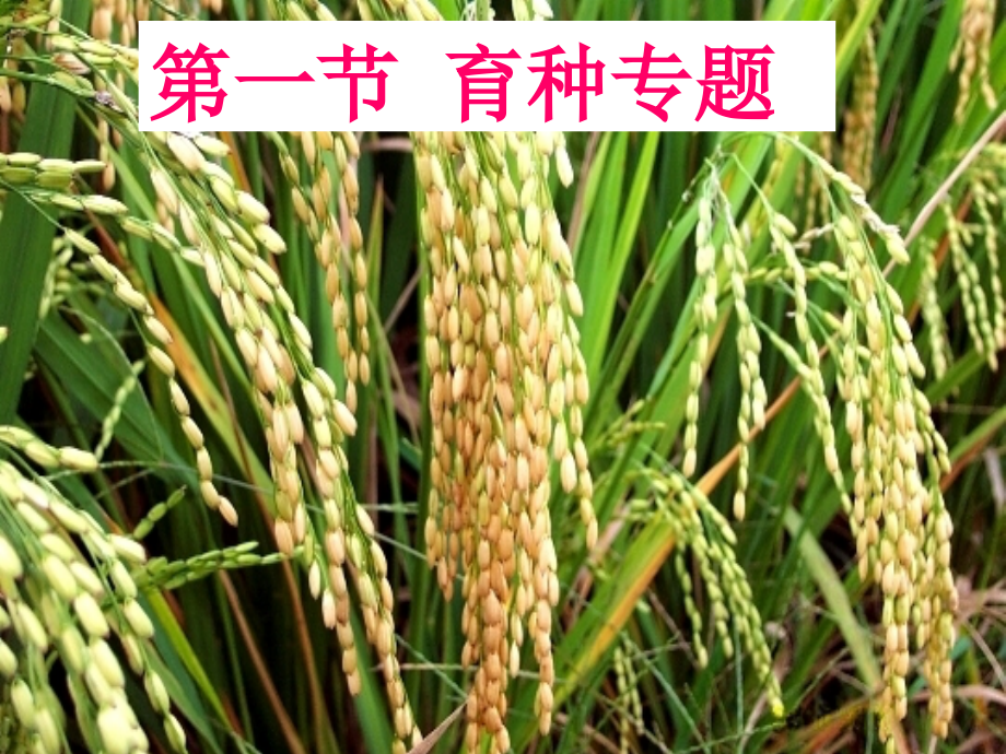 第一节育种专题.ppt_第1页