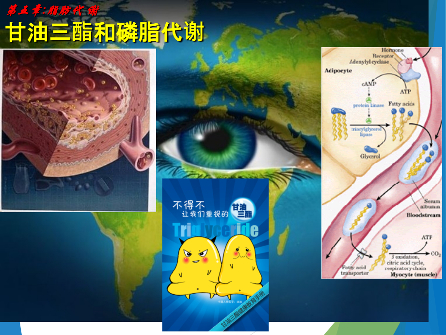 甘油三酯和磷脂代谢脂代谢.ppt_第1页
