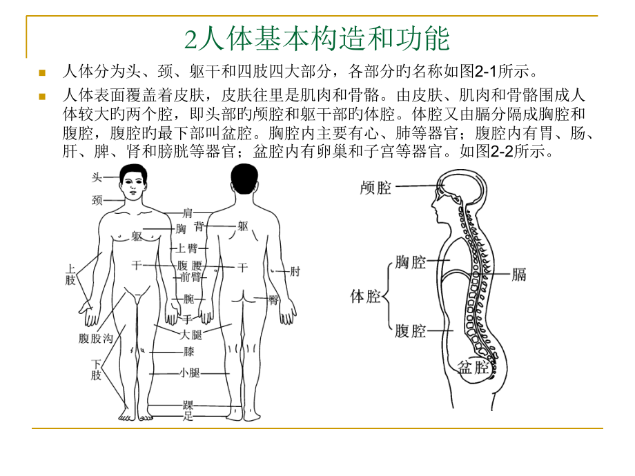 人体基本结构和功能.ppt_第2页