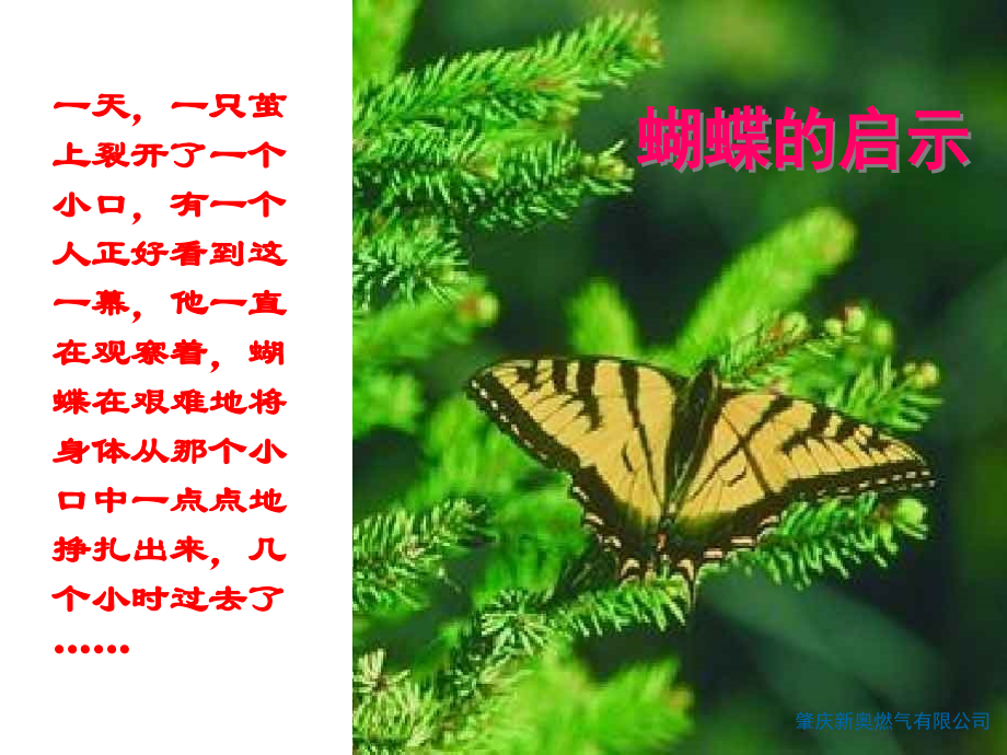蝴蝶给我们的启示.ppt_第1页