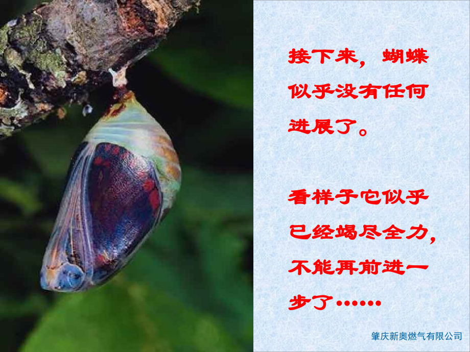蝴蝶给我们的启示.ppt_第2页