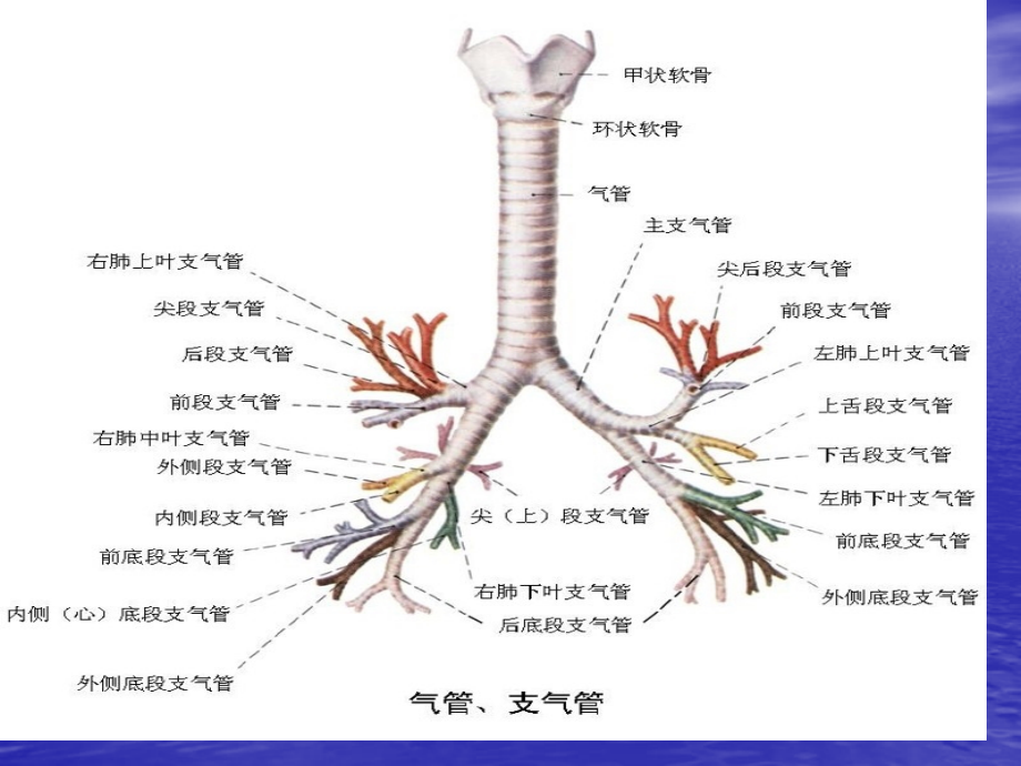 肺部分段专题知识讲座.ppt_第2页