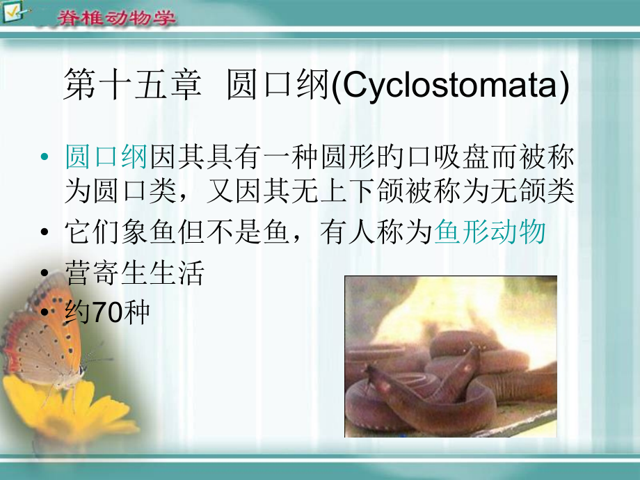 第十五章：圆口纲新版.pptx_第1页
