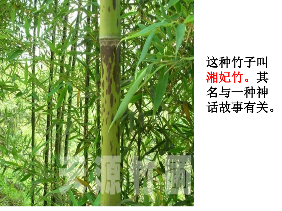 《湘夫人》优秀课件.pptx_第1页