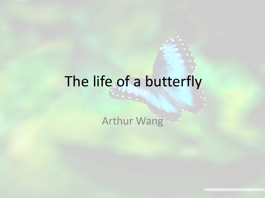 The life of a butterfly蝴蝶的生长过程.ppt_第1页