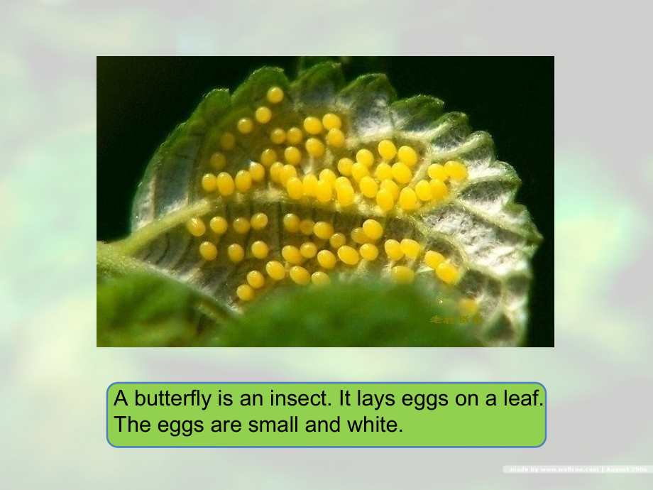 The life of a butterfly蝴蝶的生长过程.ppt_第2页