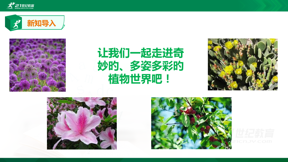 植物角里的科学问题.pptx_第2页
