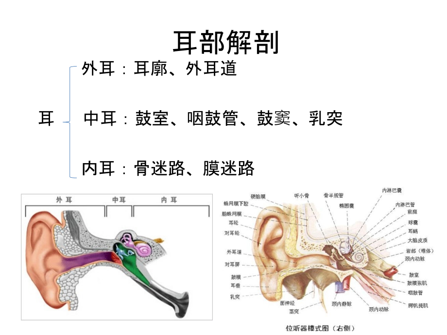 耳鼻喉科一般检查.ppt_第2页