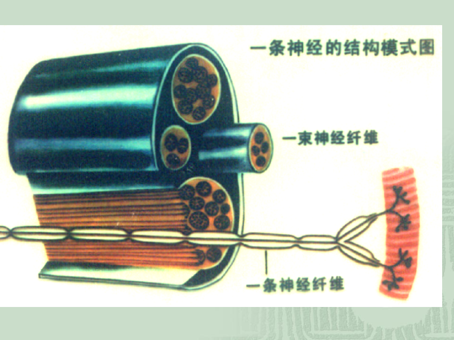 通过神经系统的调节专项知识.ppt_第2页