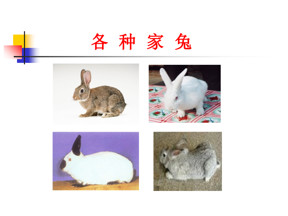 我国目前兔病发生特点.ppt_第1页