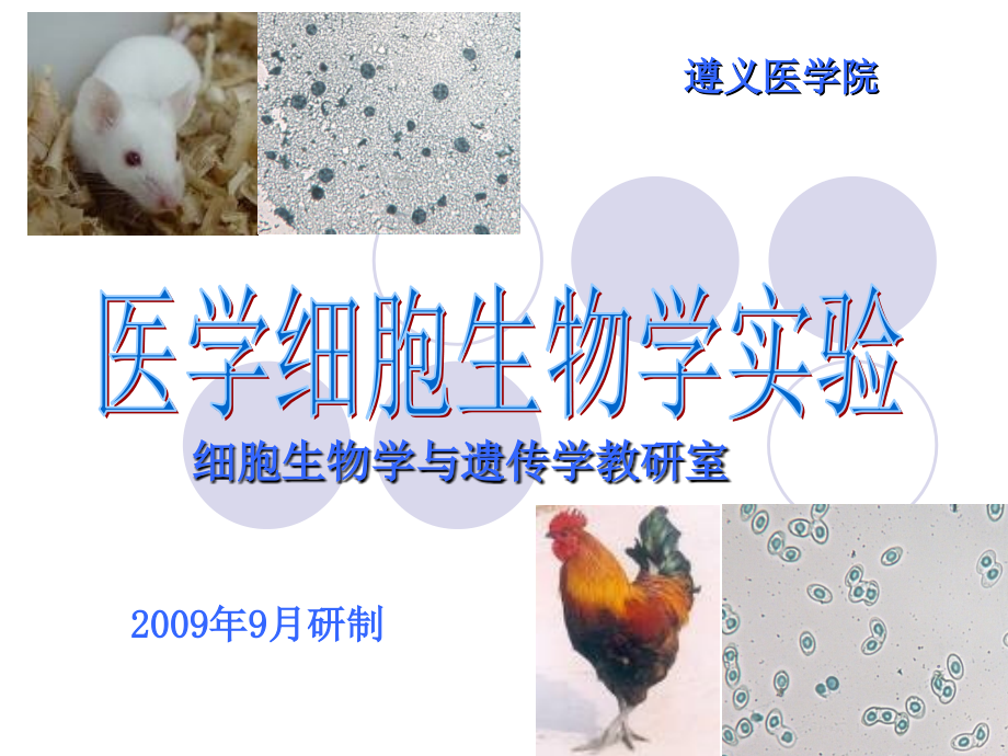 细胞生物学第2次实验.ppt_第1页