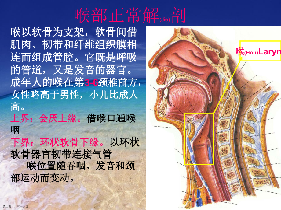 喉部解剖及常见疾病CT诊断及治疗个案分析.pptx_第2页