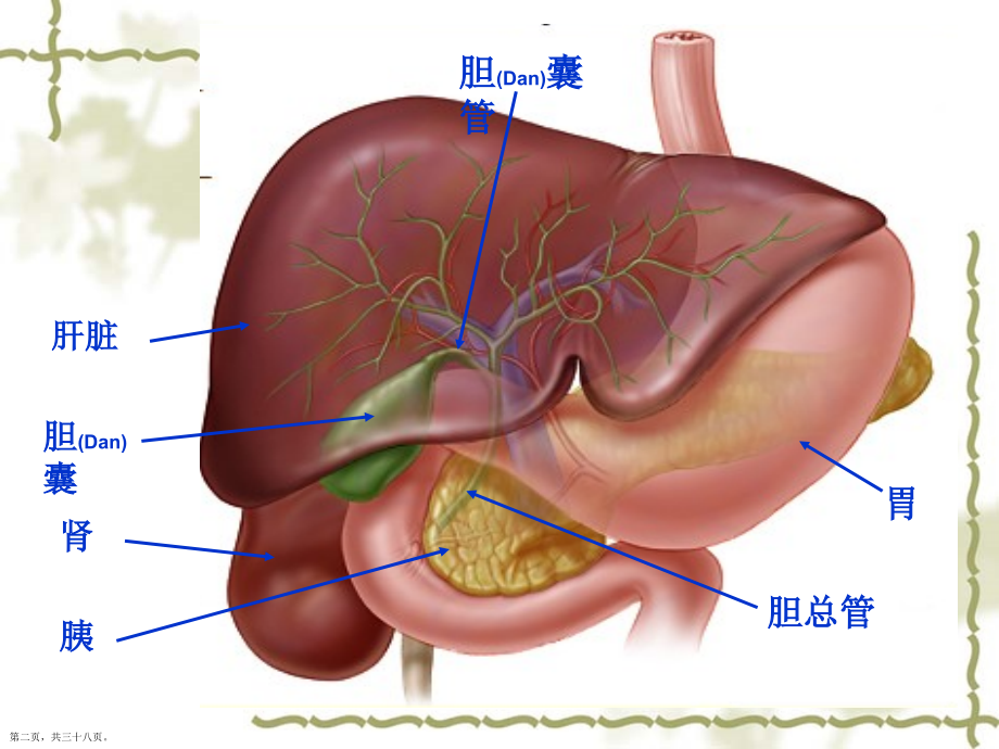 胆囊炎护理评估及诊断.pptx_第2页