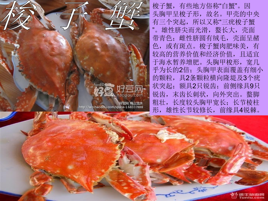 因头胸甲呈梭子形,故名甲壳的中央有三个突起,所以又.ppt_第2页