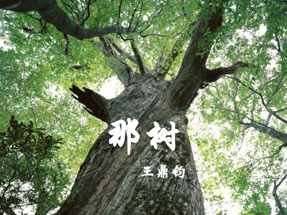 那树-课件.ppt_第2页