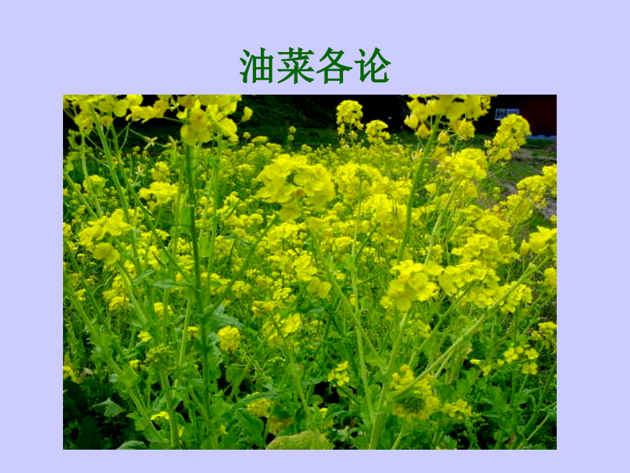 [作物栽培学课件、油菜各论.ppt_第1页