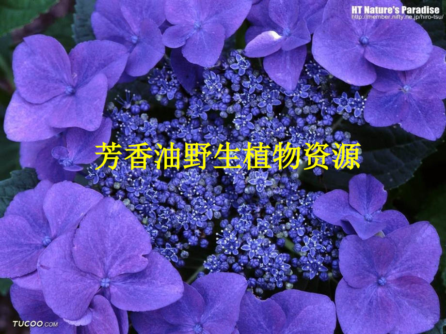 芳香油植物.ppt_第1页