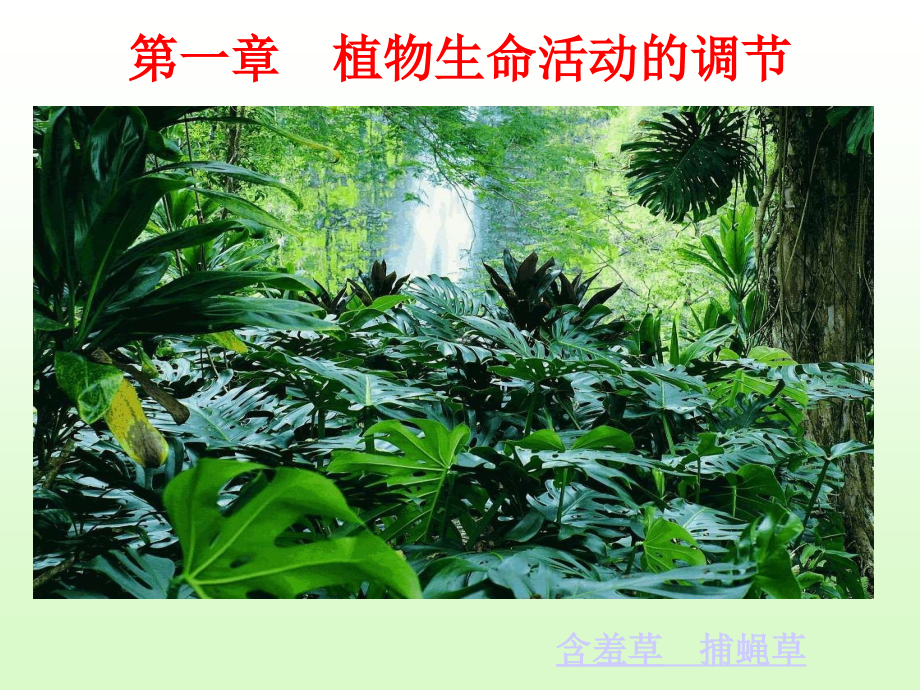 梦有九寒 植物生命活动的调节.ppt_第1页