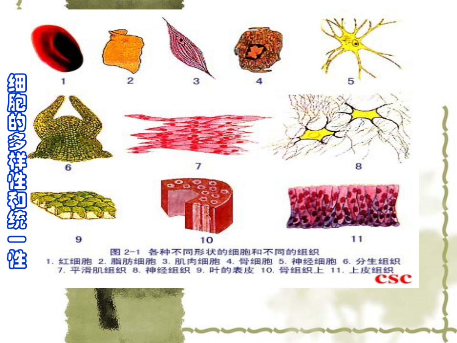 细胞的多样性和统一性-(必修一).ppt_第1页