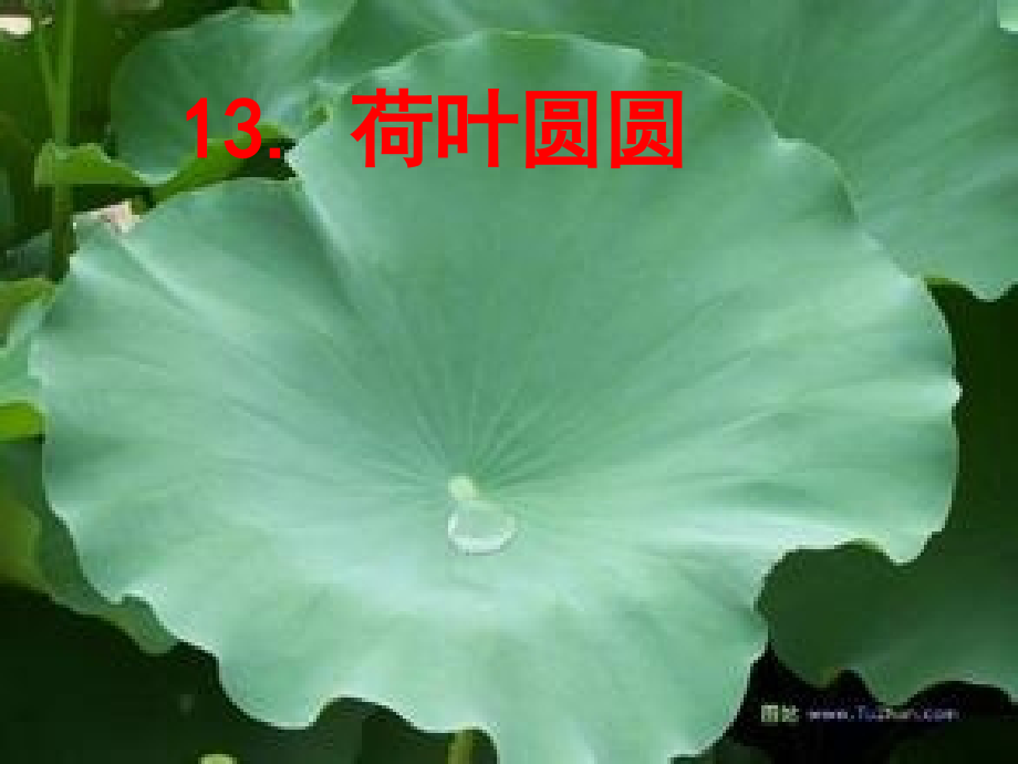 韦清《荷叶圆圆》课件.ppt_第2页