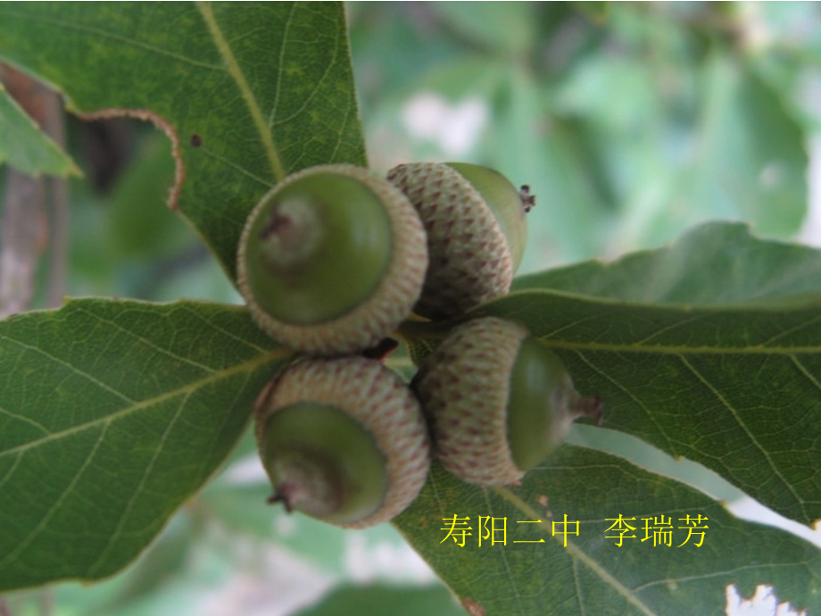 讲课用 (2).ppt_第1页