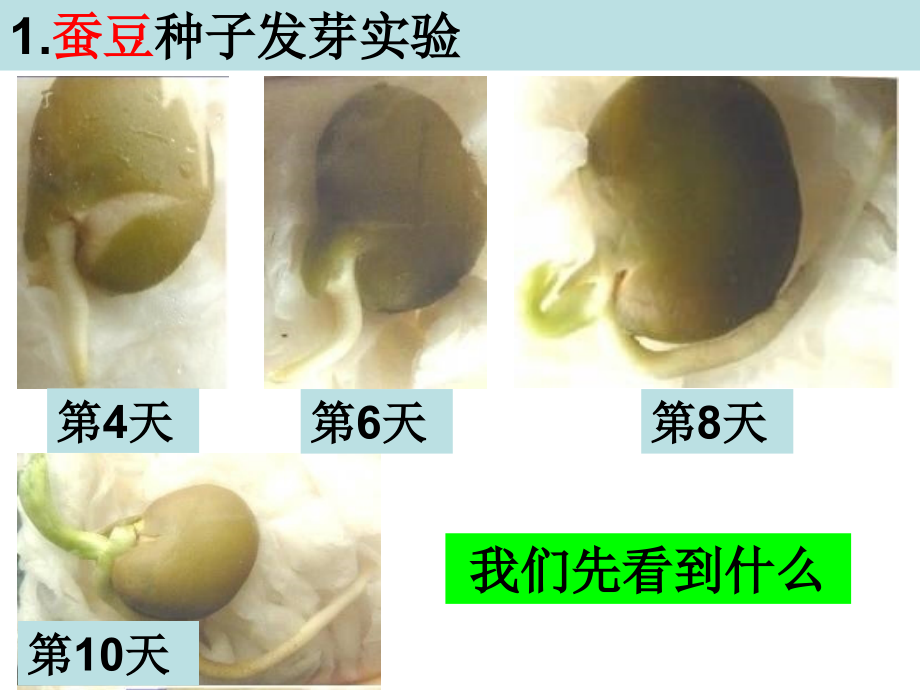 一3我们先看到了根.ppt_第2页