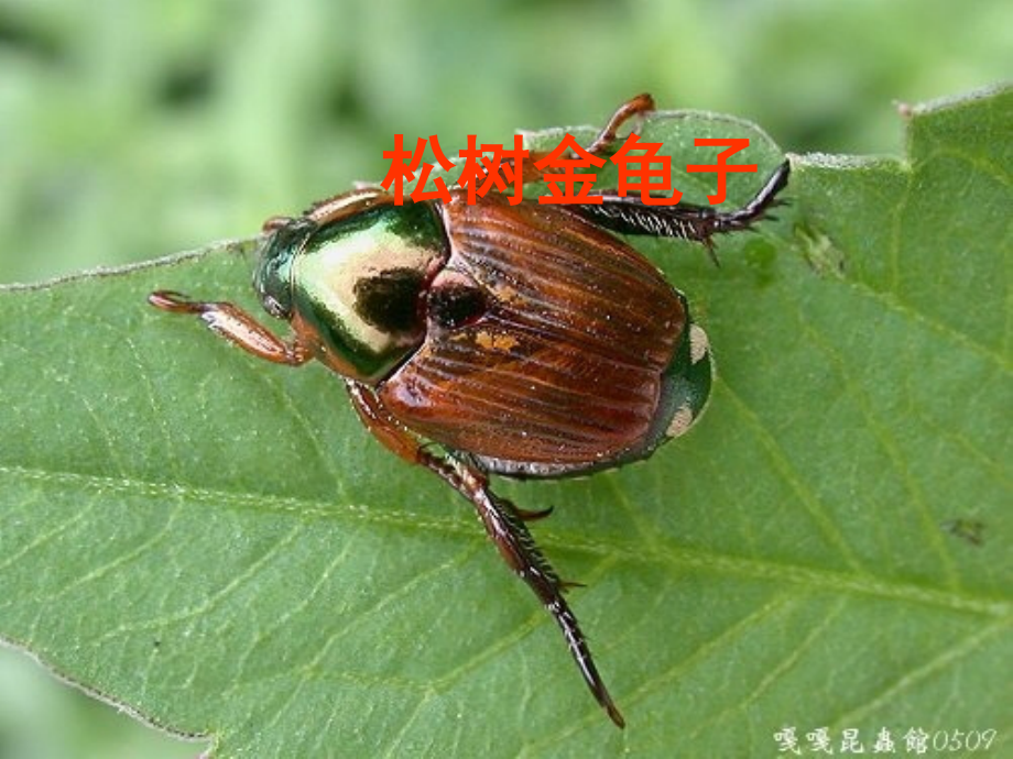 《松树金龟子》课件1.ppt_第1页
