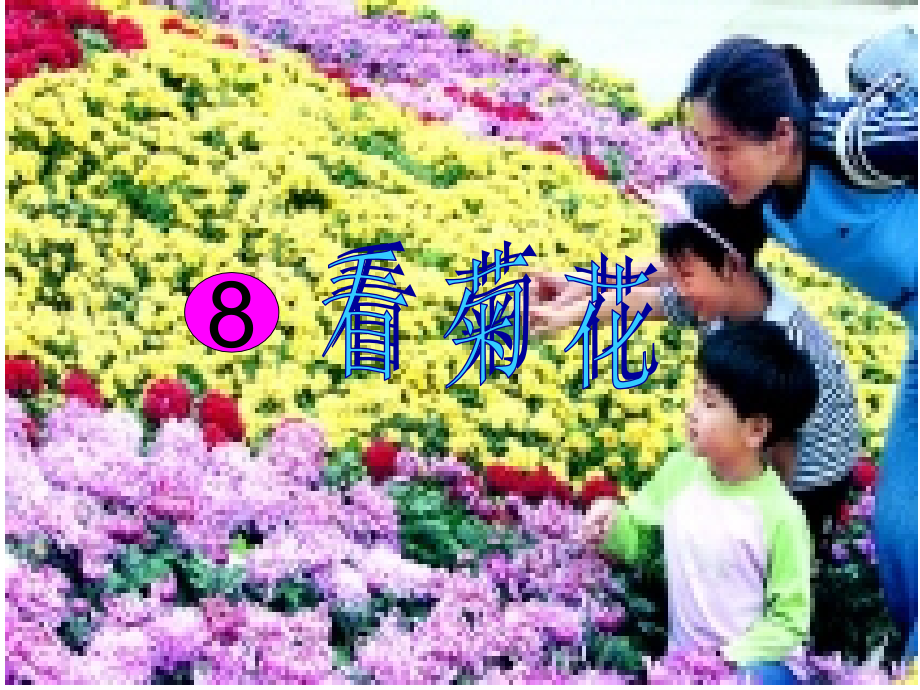 看菊花第二课时课件.ppt_第1页