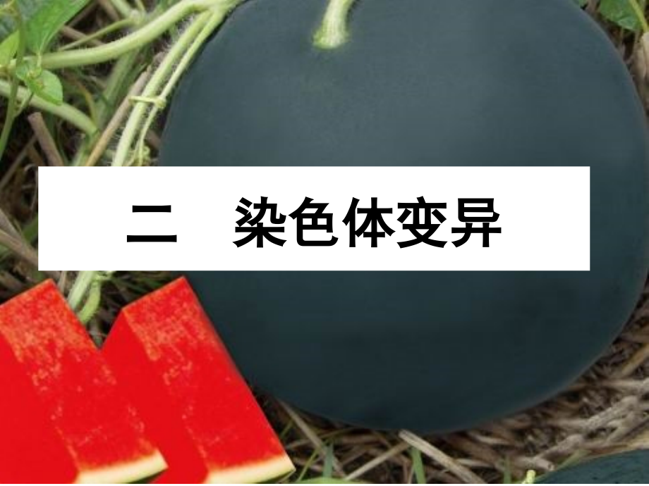 染色体变异201814.ppt_第1页