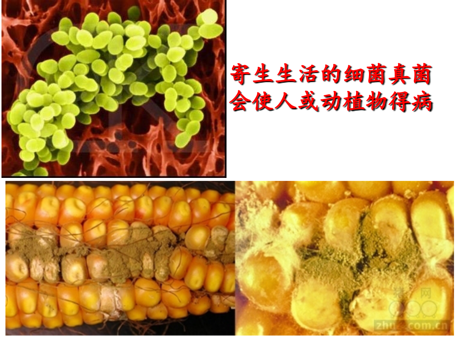 人类对细菌、真菌的利用.ppt_第1页