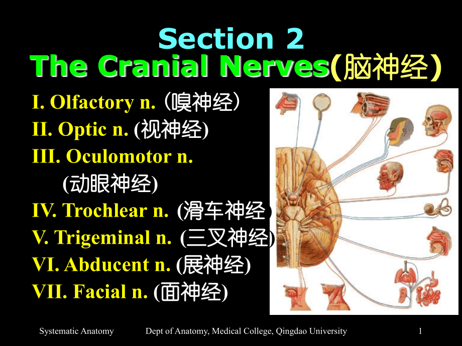 Section 2 The Cranial Nerves(脑神经).ppt_第1页