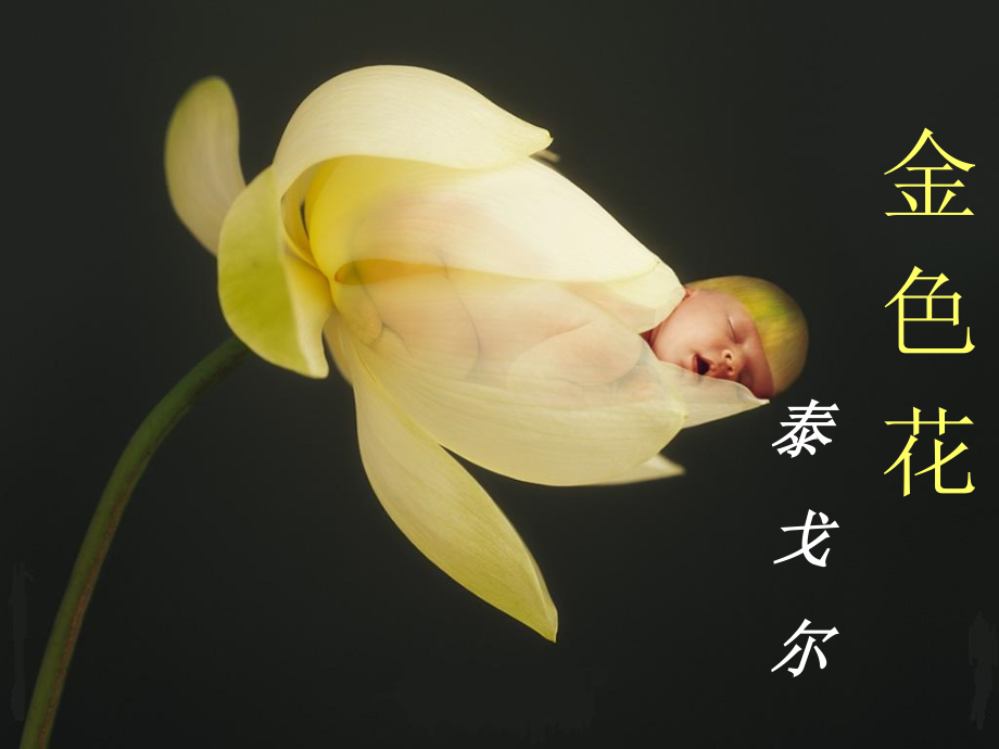 人教版七年级语文上册（2016）教学课件：第二单元第7课《金色花》.ppt_第2页